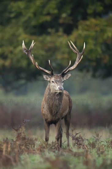 Red deer (Cervus elaphus) adult male stag animal standing in a woodland in autumn, England, United Kingdom