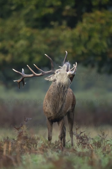 Red deer (Cervus elaphus) adult male stag animal roaring with its mouth open during the rutting season in autumn, England, United Kingdom
