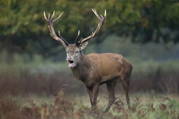 Red deer (Cervus elaphus) adult male stag animal roaring with its mouth open during the rutting season in autumn, England, United Kingdom
