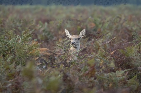 Red deer (Cervus elaphus) adult female doe animal amongst bracken in autumn, England, United Kingdom