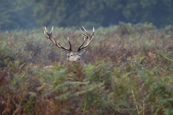 Red deer (Cervus elaphus) adult male stag animal amongst bracken in autumn, England, United Kingdom
