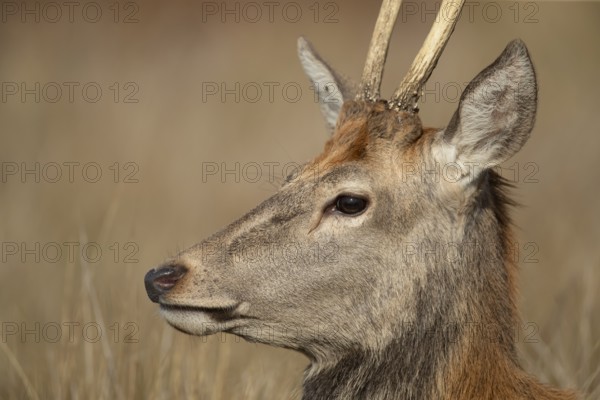 Red deer (Cervus elaphus) juvenile young male stag animal head portrait in autumn, England, United Kingdom