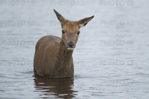 Red deer (Cervus elaphus) adult female doe animal standing in water in autumn, England, United Kingdom