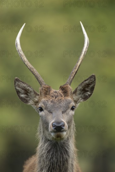 Red deer (Cervus elaphus) juvenile young male stag animal head portrait in autumn, England, United Kingdom