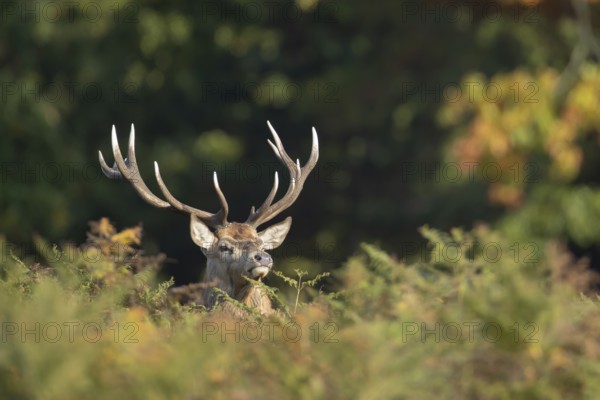 Red deer (Cervus elaphus) adult male stag animal in a woodland in autumn, England, United Kingdom