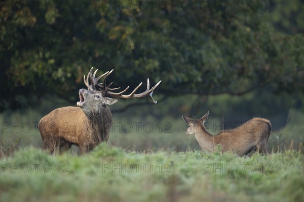Red deer (Cervus elaphus) adult male stag animal roaring with its mouth open during the annual rut with a female doe looking on in autumn, England, United Kingdom