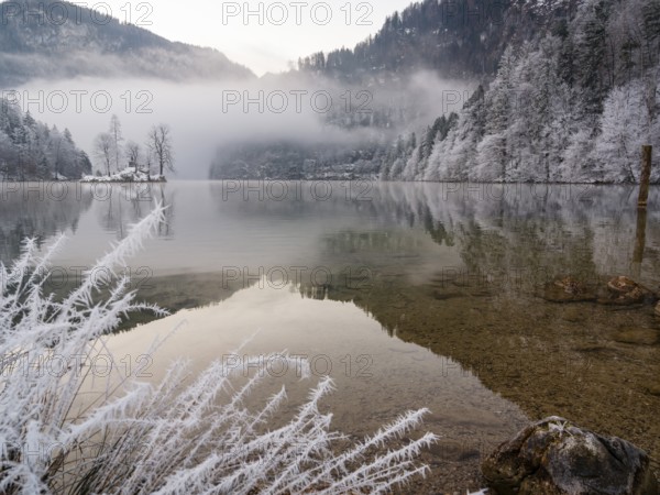 View across Königssee to Christlieger Island and frozen trees in fog, frozen grass in front, Schönau am Königssee, Berchtesgadener Land, Upper Bavaria, Bavaria, Germany