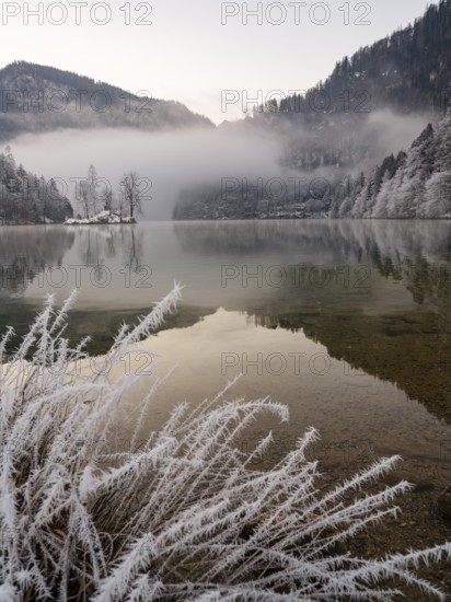View across Königssee to Christlieger Island and frozen trees in fog, frozen grass in front, Schönau am Königssee, Berchtesgadener Land, Upper Bavaria, Bavaria, Germany