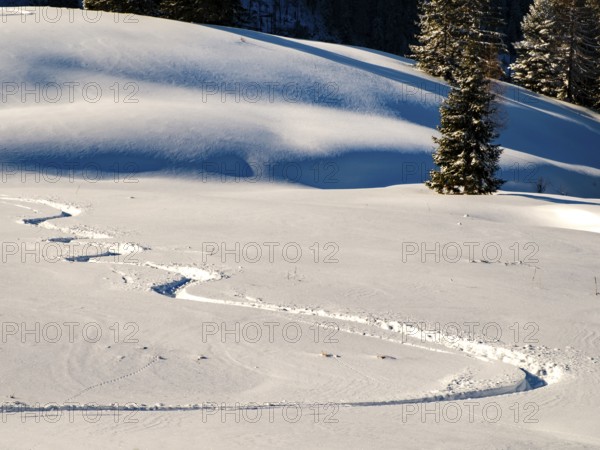 Lonely ski trail in deep snow, Berchtesgaden Alps, Berchtesgaden National Park, Schönau am Königssee, Berchtesgadener Land, Upper Bavaria, Bavaria, Germany