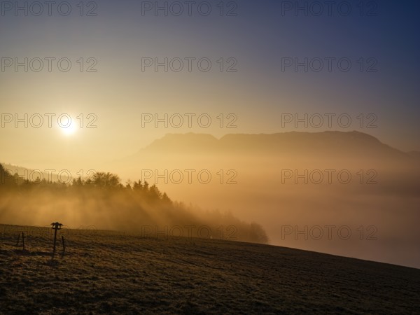 Meadow with birdhouses over high fog at sunrise, Untersberg in the background, Högl, Anger, Berchtesgadener Land, Upper Bavaria, Bavaria, Germany
