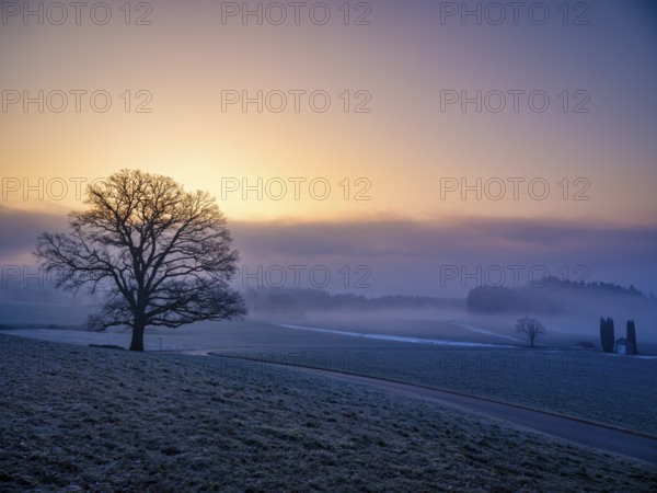 Silhouette of an unleafy deciduous tree in high fog, Högl, Anger, Berchtesgadener Land, Upper Bavaria, Germany