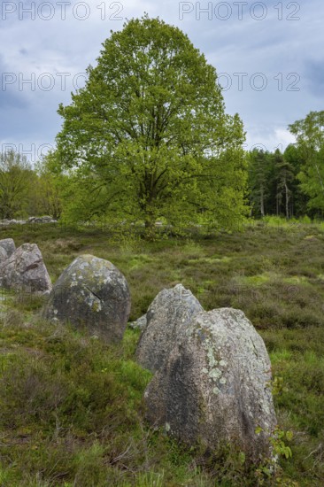 Glan Bride, Glander Steine, megalite grave, megalite culture, Dötlingen, Lower Saxony, Germany