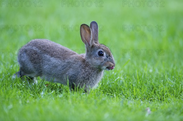 Wild rabbit, Oryctolagus cuniculus, Vechta, Lower Saxony, Germany