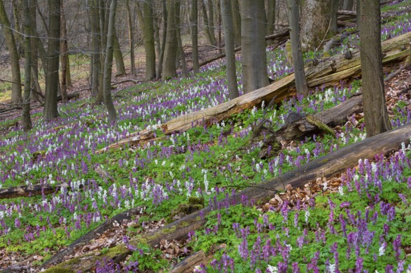 Hollow larkspur (Corydalis cava), Teutoburg Forest, Bad Iburg, Lower Saxony, Germany