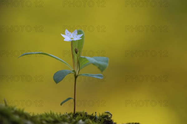 Seven-star (Trientalis europaea), Dötlingen, Lower Saxony, Germany