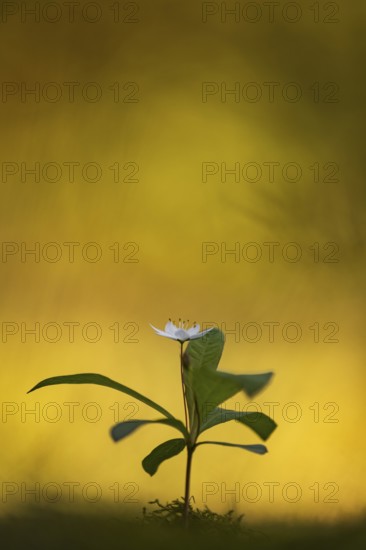 Seven-star (Trientalis europaea), Dötlingen, Lower Saxony, Germany