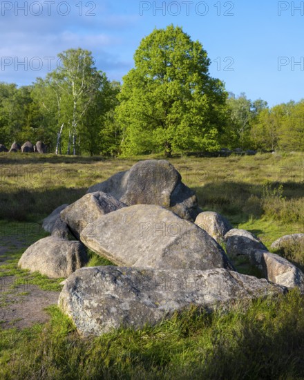 Glan Bride, Glander Steine, megalite grave, megalite culture, Dötlingen, Lower Saxony, Germany