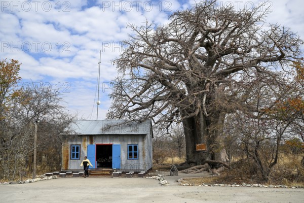Baobab tree (Adansonia digitata) at the reception of Planet Baobab, lodge near the village of Gweta, Makgadikgadi Pans National Park, Central District, Botswana