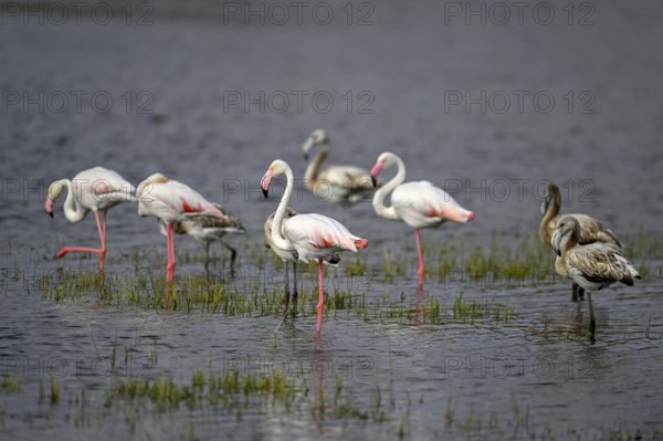 Pink flamingos (Phoenicopterus roseus) in a lagoon, Makgadikgadi Pans National Park, Central District, Botswana