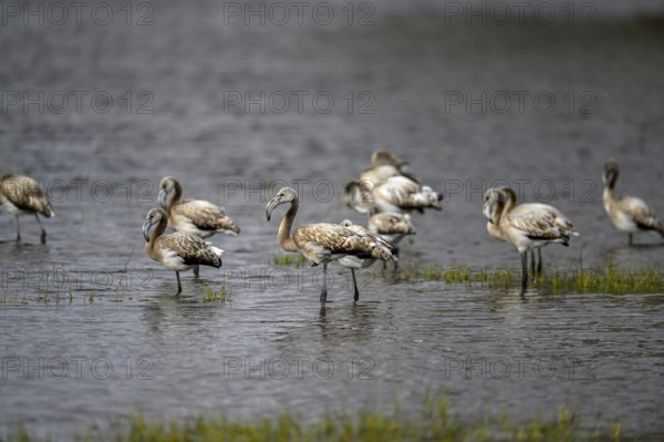 Pink flamingos (Phoenicopterus roseus) in a lagoon, juveniles, Makgadikgadi Pans National Park, Central District, Botswana