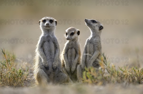 Meerkats or suricates (Suricata suricatta), Makgadikgadi Salt Pans, Makgadikgadi Pans National Park, Central District, Botswana