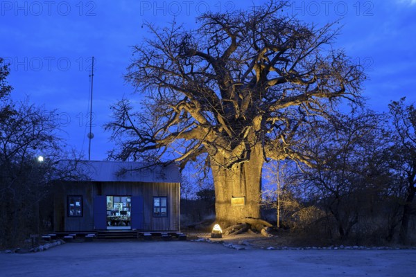 Baobab tree (Adansonia digitata), blue hour, Planet Baobab, lodge near the village of Gweta, Makgadikgadi Pans National Park, Central District, Botswana