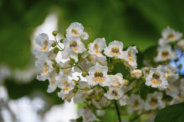 Close-up of white flowers with yellow centres surrounded by green leaves, Southern Catalpa (Catalpa bignonioides), Gori, Inner Kartlia region, Georgia