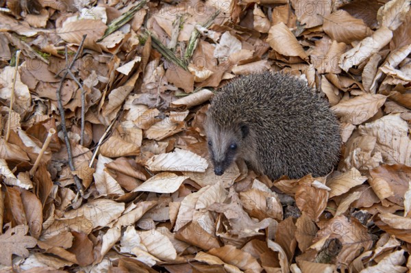 Hedgehog (Erinaceidae) on the forest floor looking for winter quarters, Cloppenburg, Lower Saxony, Germany