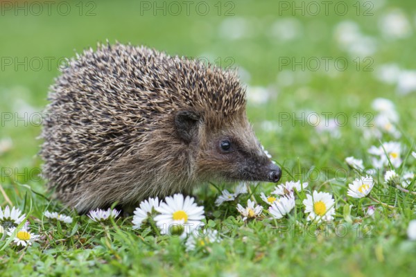 Cute hedgehog, brown-breasted hedgehog (Erinaceus europaeus) in the garden, Vechta, Lower Saxony, Germany