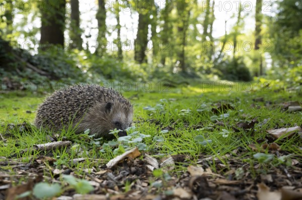 Hedgehog (Erinaceidae) on the forest floor, Cloppenburg, Lower Saxony, Germany