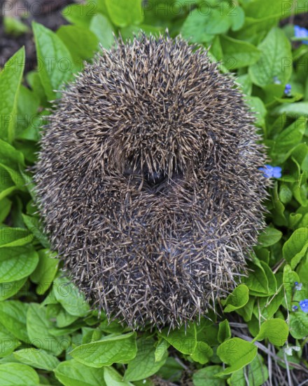 Cute hedgehog, brown-breasted hedgehog (Erinaceus europaeus) in the garden, Vechta, Lower Saxony, Germany