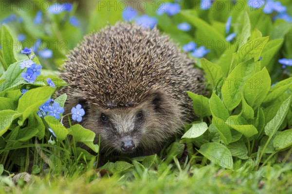 Hedgehog, brown-breasted hedgehog (Erinaceus europaeus), Oldenburger Muensterland, Vechta, Lower Saxony, Germany