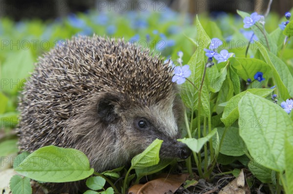 Hedgehog (Erinaceidae) in the garden, Vechta, Lower Saxony, Germany