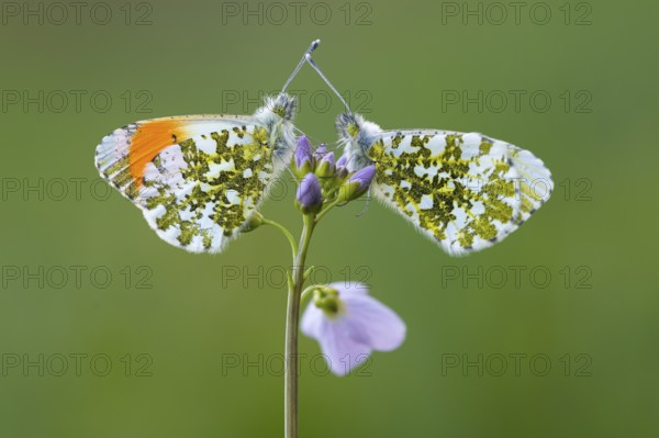 Aurora butterfly (Anthocharis cardamines) on meadowfoam, Vechta, Lower Saxony, Germany