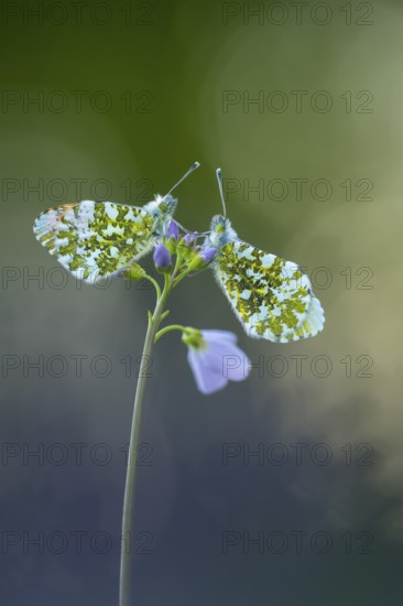 Aurora butterfly (Anthocharis cardamines) on meadowfoam, Vechta, Lower Saxony, Germany