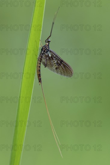 Ephemera danica or Danish mayfly (Ephemera danica), Ahlhorn, Lower Saxony, Germany