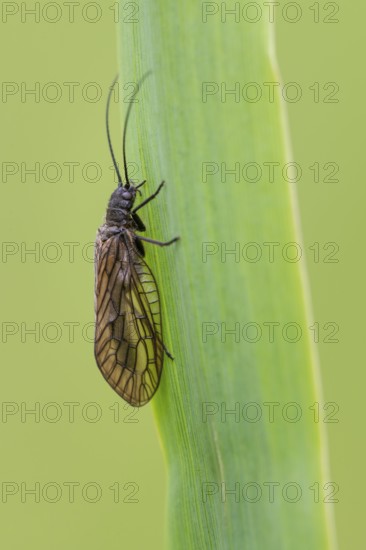 Common water lacewing (Sialis cf. lutaria) on a reed stalk, Ahlhorn, Lower Saxony, Germany