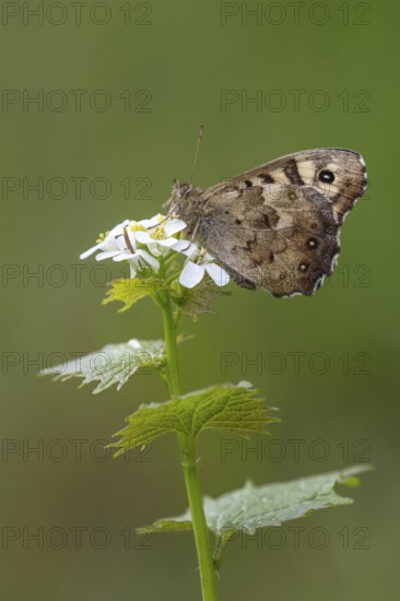 Forest board game (Pararge aegeria), Vechta, Lower Saxony, Germany