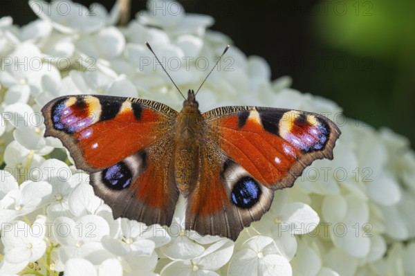 Peacock butterfly (Aglais io), Vechta, Lower Saxony, Germany