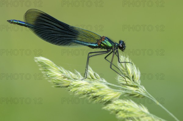 Banded demoiselle (Calopteryx splendens), Ahlhorn, Lower Saxony, Germany