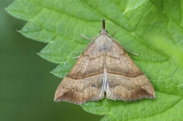 Nettle-billed Owl (Hypena proboscidalis), Ahlhorn, Lower Saxony, Germany