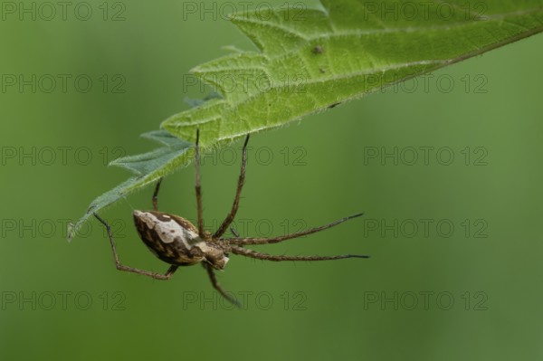 Cross spiders (Araneus), Ahlhorn, Lower Saxony, Germany