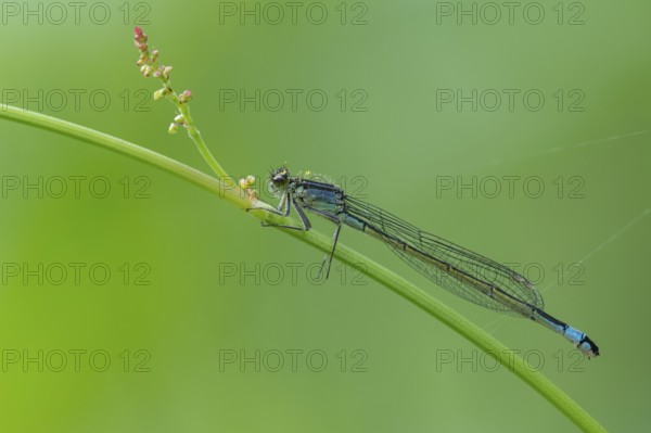 Blue-tailed damselfly (Ischnura elegans), Ahlhorn, Lower Saxony, Germany
