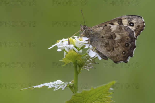 Forest board game (Pararge aegeria), Vechta, Lower Saxony, Germany