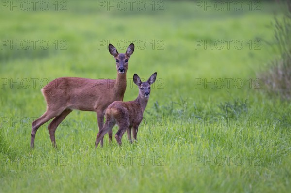 Ricke with fawn in a meadow at leaf time, deer, Vechta, Lower Saxony, Germany