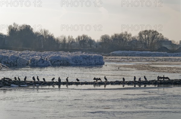 Cormorants on rocks and on icebergs on the Elbe in the area of the federal waterway near Geesthacht on a cold winter day. Geesthacht, Schleswig-Holstein, Germany