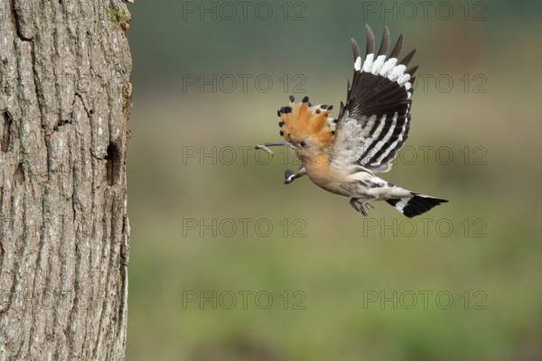 Hoopoe in flight (Upupa epops), Faßberg, Lower Saxony, Germany