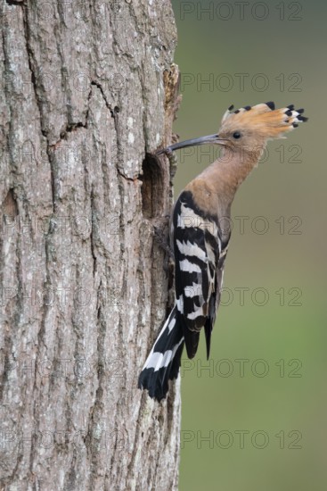 Hoopoe (Upupa epops), Faßberg, Lower Saxony, Germany