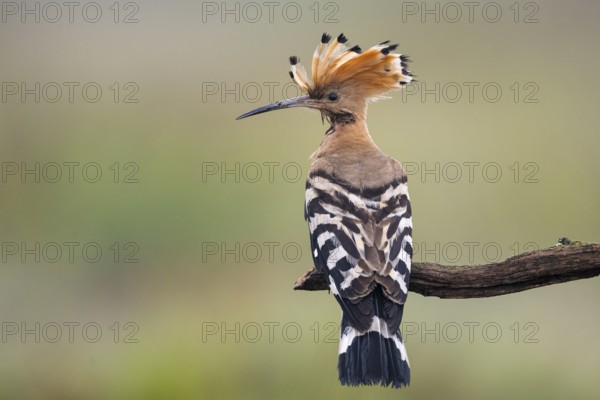 Hoopoe (Upupa epops), Faßberg, Lower Saxony, Germany
