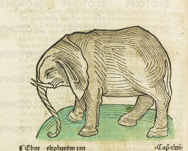 Elephant, old coloured woodcut from Gart der Gesundheit, published by Johannes de Cuba, Johannes Schönsperger, scientific incunabula in a vernacular, Augsburg 1485